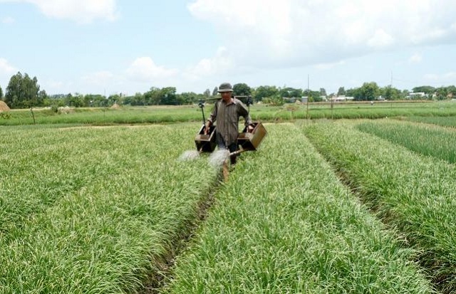 Giá trị sản xuất ngành trồng trọt ở Đồng Tháp tăng 508 tỷ đồng