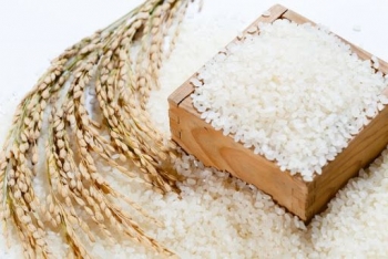 Xây dựng 2 chuỗi liên kết sản xuất tiêu thụ lúa gạo Japonica tại Thủ đô