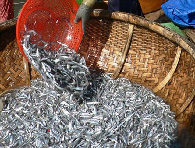 Nguồn cá cơm khan hiếm khiến việc sản xuất nước mắm tại nhiều địa phương gặp nhiều khó khăn