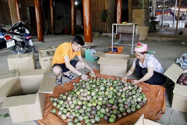 HTX Chanh leo Thuận Châu phân loại quả trước khi xuất bán