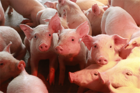 Giá thịt hôm nay 2/8: Dự báo giá lợn hơi giảm trong tuần tới