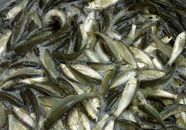 Hà Nội: Cơ sở sản xuất giống cá truyền thống mới đáp ứng được 60% nhu cầu