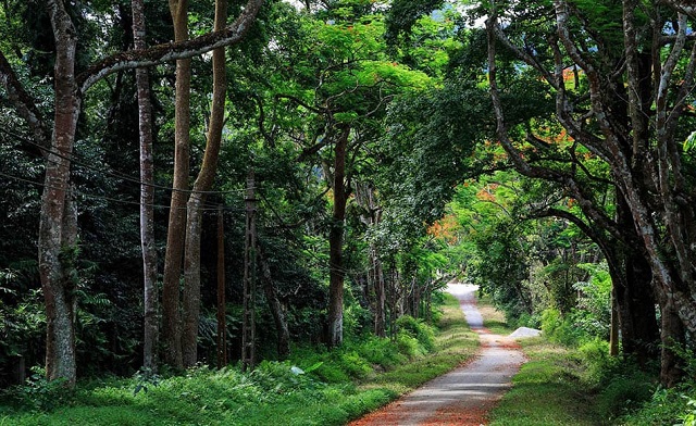 Độ che phủ rừng của Hà Nội ước đạt 5,67%