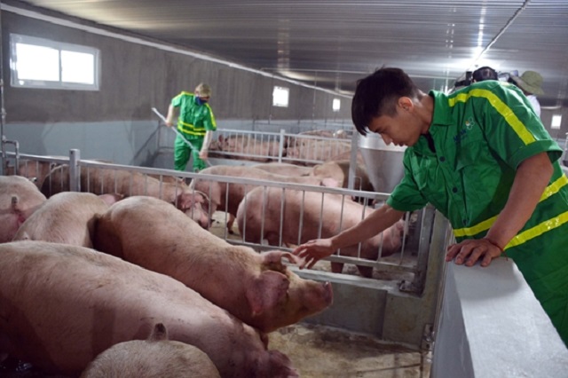 an toàn sinh học là giải pháp quan trọng hàng đầu mang lại hiệu quả rõ rệt với chăn nuôi lợn trong bối cảnh dịch tả lợn Châu Phi vẫn chưa có vaccine và thuốc đặc trị