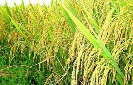 Giá gạo hôm nay 4/8: Phiên chiều tăng nhẹ