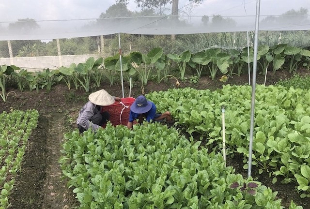 HTX trồng rau sạch tại huyện Củ Chi