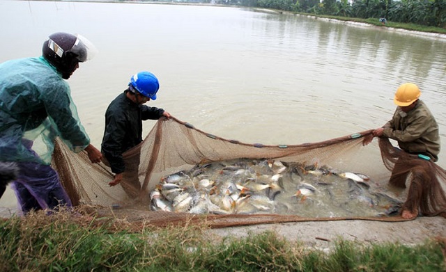 Sản lượng nuôi trồng thủy sản của Hà Nội năm 2020 ước đạt 120 nghìn tấn