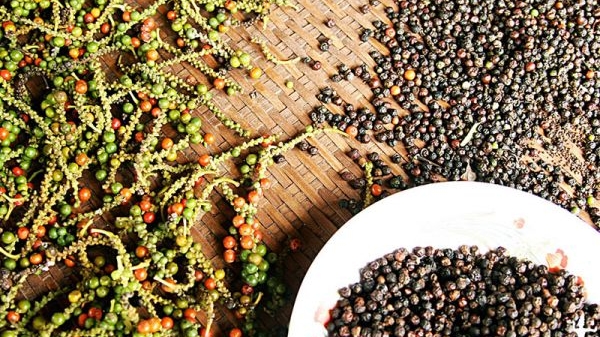 Giá hồ tiêu hôm nay 12/10: Dự báo lạc quan
