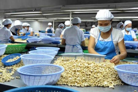 Ngành điều hạ mục tiêu xuất khẩu vì Covid-19