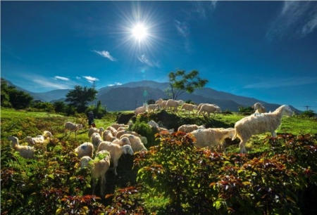 Phát triển thương hiệu cừu Ninh Thuận
