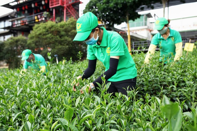 trồng chè ứng dụng công nghệ cao ở Lâm Đồng