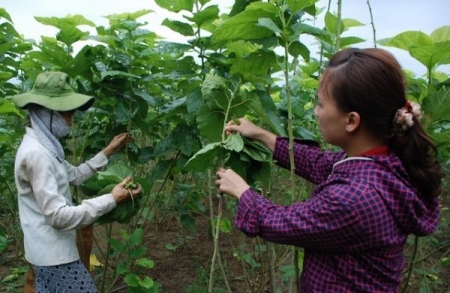 Yên Bái: Người dân khấm khá hơn nhờ trồng dâu nuôi tằm