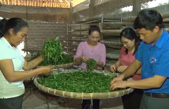 Nghề trồng dâu, nuôi tằm đang phát triển mạnh tại nhiều địa phương của huyện Trấn Yên