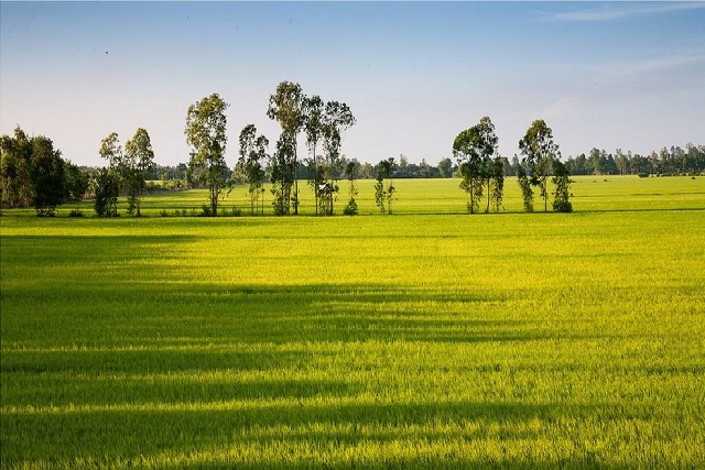 Đồng Tháp: Phát triển ngành hàng lúa – gạo gắn với phát triển sản phẩm OCOP