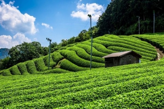 Phú Quốc: Phát triển mô hình nông nghiệp sinh thái gắn với du lịch theo hướng bền vững