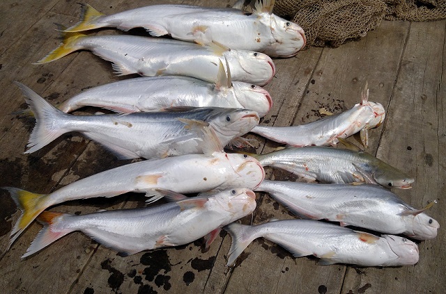 Cá bông lau thuộc họ cá tra Pangasiidae, có kích thước lớn, có thể đạt đến 7 – 10 kg/con, thịt ngon, giá trị kinh tế cao