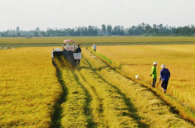 Định hướng khu vực ĐBSCL sẽ giảm diện tích trồng lúa, tăng mạnh diện tích trái cây và nuôi trồng thủy sản