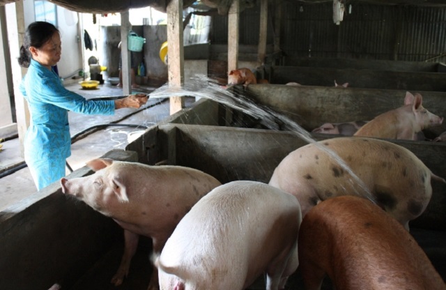 giá thịt lợn sẽ tiếp tục giảm trong tuần tới