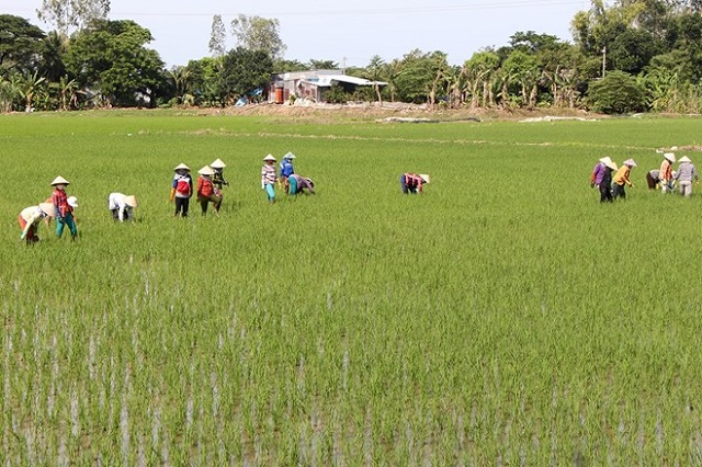 Đồng bằng sông Cửu Long tăng tốc sản xuất lúa thu đông