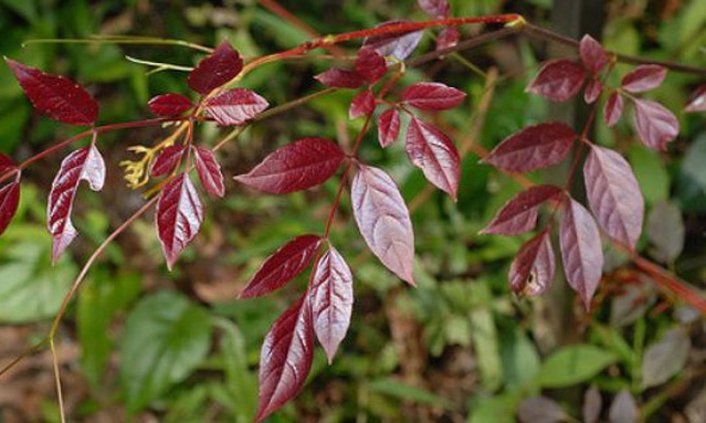 Chè dây là một loại thảo dược đặc biệt, lá non cây chè dây có màu đỏ tía đặc trưng