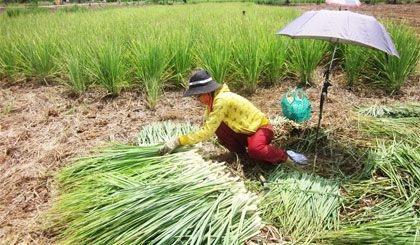 Phát triển cây sả thương phẩm tại Tiền Giang