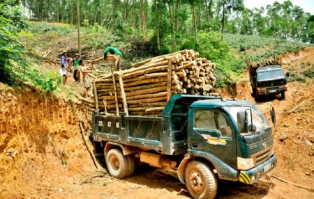 Gỡ khó cho khai thác rừng ở Tuyên Quang