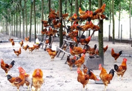 Tây Ninh: Phát triển mô hình chăn nuôi gà mía theo hướng an toàn sinh học
