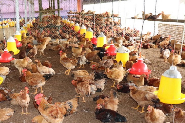 Giống gà mía do Trung tâm Khuyến nông tỉnh Tây Ninh triển khai