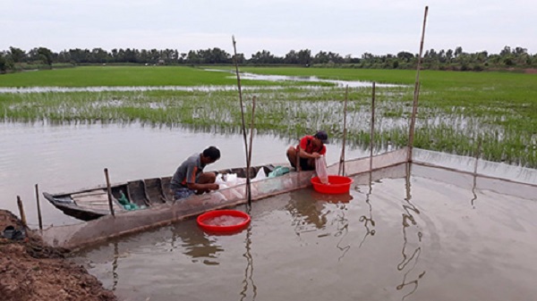 Tại Tiền Giang, mô hình nuôi tôm càng xanh toàn đực - lúa thực hiện có quy mô 8 ha với 5 hộ dân xã Phú Tân, huyện Tân Phú Đông tham gia