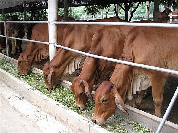Chăn nuôi bò thịt cao sản được xác định là hướng đi có hiệu quả, bền vững và ổn định ở ngoại thành Hà Nội