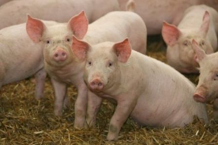Dự báo giá thịt tuần tới (17-22/8): Lợn hơi tiếp tục duy trì đà giảm