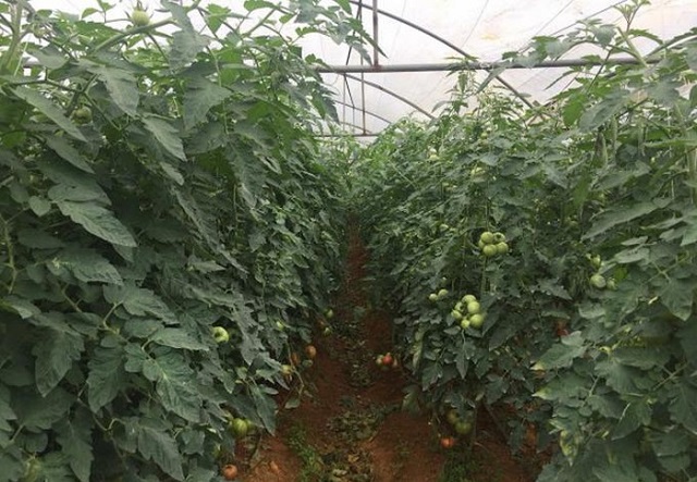 Tại Sa Pa mô hình trồng cà chua trái vụ trong nhà màng ở Sa Pa của gia đình chị Trần Thị Kim Phượng đang được phát triển và mang lại hiệu quả kinh tế cao