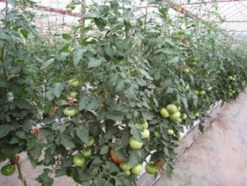 Lào Cai: Phát triển mô hình trồng cà chua trái vụ trong nhà màng
