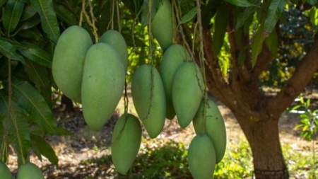 Trung Quốc chính thức tạm dừng nhập khẩu xoài Việt Nam