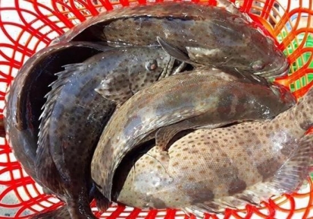 Hàng trăm tấn cá mú Khánh Hòa đang bí đầu ra