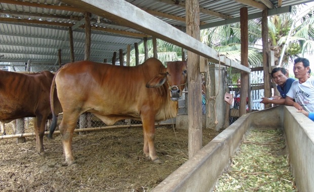 Nông dân tham quan đầu chuồng dự án chăn nuôi bò sinh sản