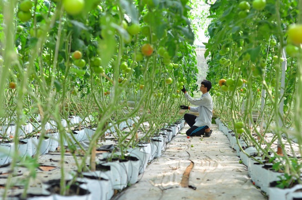 Lâm Đồng phát triển nông nghiệp thông minh thích ứng với biến đổi khí hậu