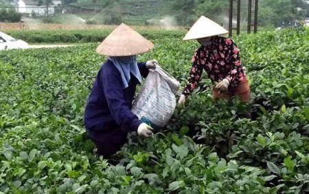 Thái Nguyên: Hỗ trợ hơn 32 tỷ đồng phát triển các dự án sản xuất liên kết theo chuỗi