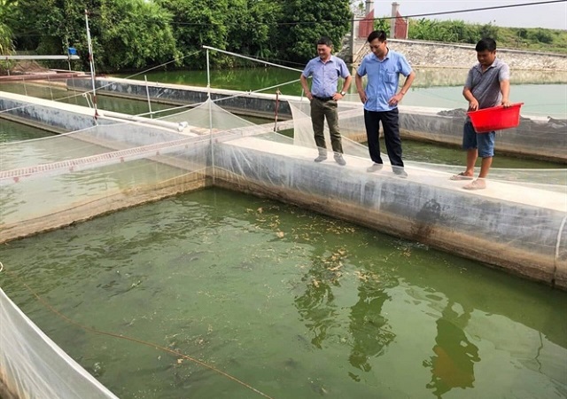 Mô hình nuôi cá trong ao mang lại hiệu quả cao cho nhiều hộ dân tỉnh Bắc Ninh