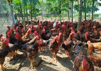 Bắc Giang: Phát triển mô hình chăn nuôi gà lông màu thả vườn gắn với tiêu thụ sản phẩm