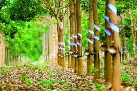 Giá cao su hôm nay 20/8: Cao su Nhật Bản tiếp tục giảm