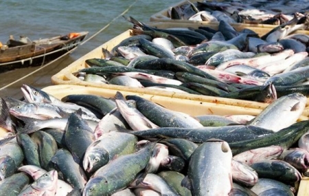 Chile: Phát triển vacxin uống trong phòng chống bệnh nhiễm trùng máu trên cá hồi