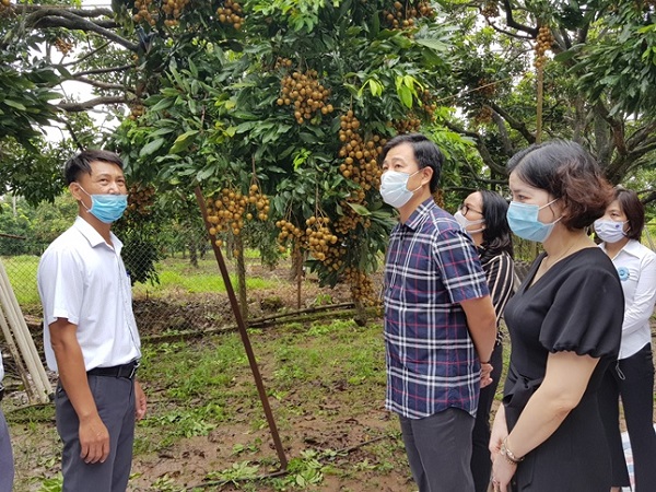 Phó Giám đốc Sở NN&amp;PTNT Nguyễn Xuân Đại cùng các đơn vị thăm vườn nhãn chín muộn tại Song Phương, huyện Hoài Đức