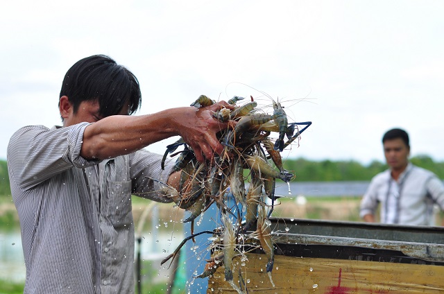 Nông dân ở Đồng Nai thu hoạch tôm càng, nuôi bằng công nghệ lót vải bạt, phủ lưới cho năng suất cao
