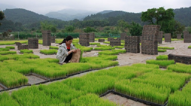Thời gian qua, Lạng Sơn phát huy sức mạnh HTX nông nghiệp trong phát triển kinh tế
