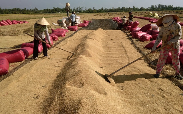 7 tháng đầu năm, sản lượng lúa thu hoạch đạt 25 triệu tấn