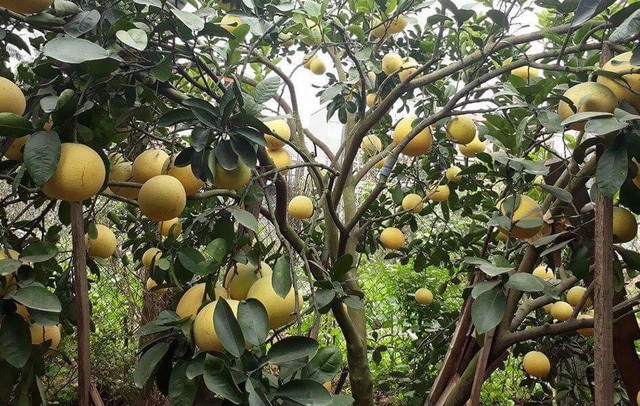 Băc Giang đã đưa ra chỉ đạo với các giải pháp phòng trừ bệnh vàng lá hại cho cây ăn quả có múi
