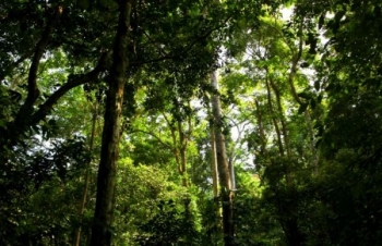 Kon Tum: Nhiều doanh nghiệp chây ỳ thanh toán tiền dịch vụ môi trường rừng