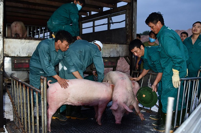 Trong vòng 2 tháng, Việt Nam nhập gần 100.000 con lợn sống từ Thái Lan
