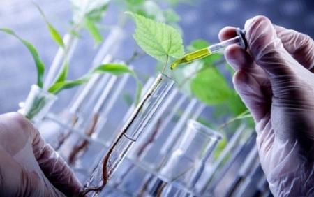 Kiên Giang: Ứng dụng, phát triển công nghệ sinh học trong sản xuất nông nghiệp